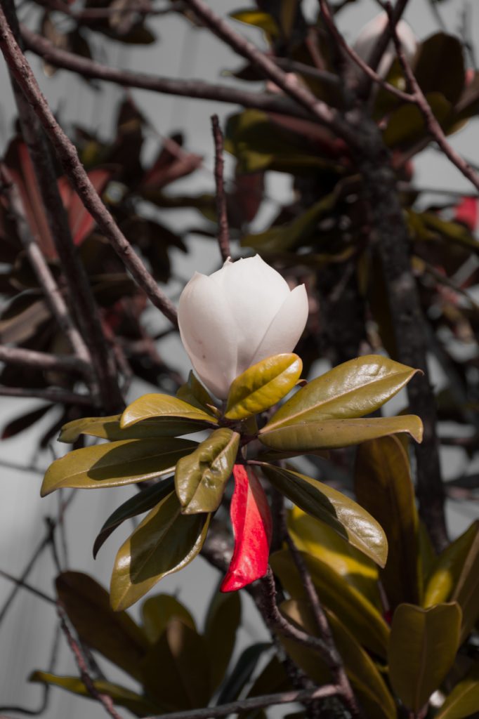 flor branca