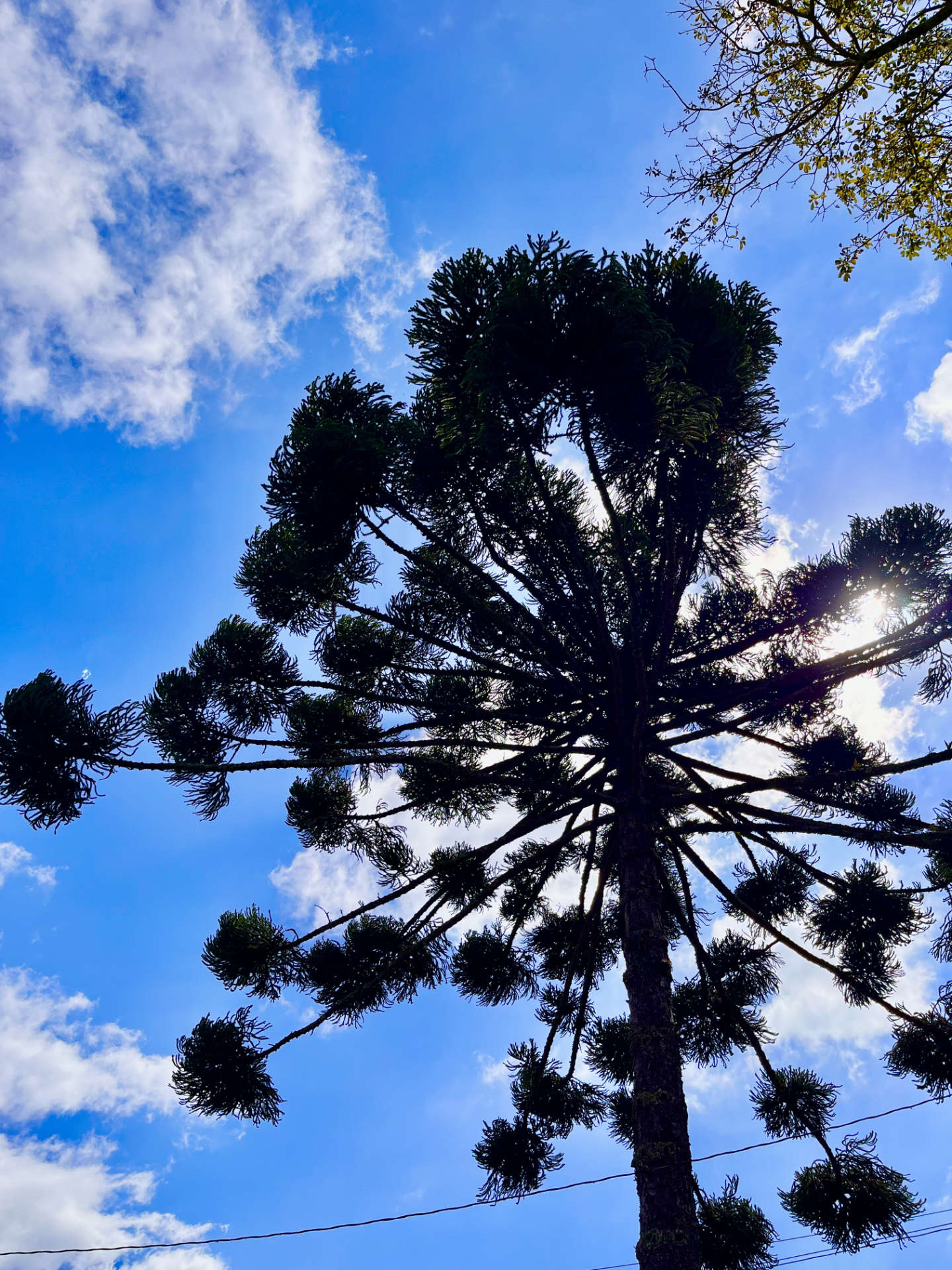 Árvore que dá nome a cidade de Curitiba PR | Alef Rodrigues Rosa 2025