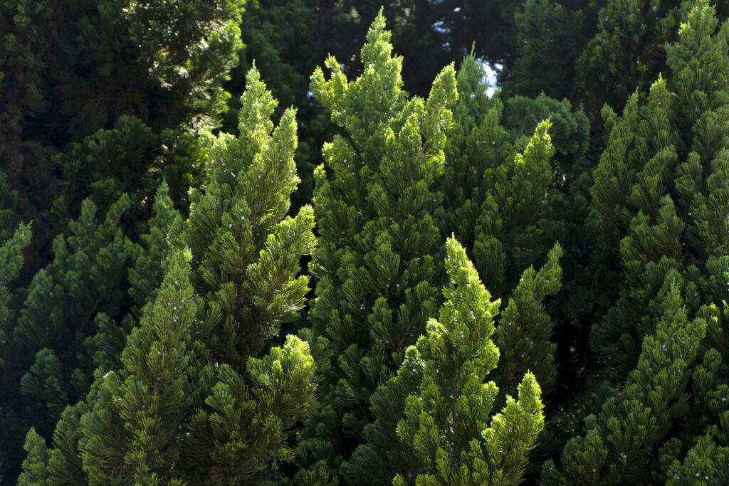 Cor Verde do Pinheiro